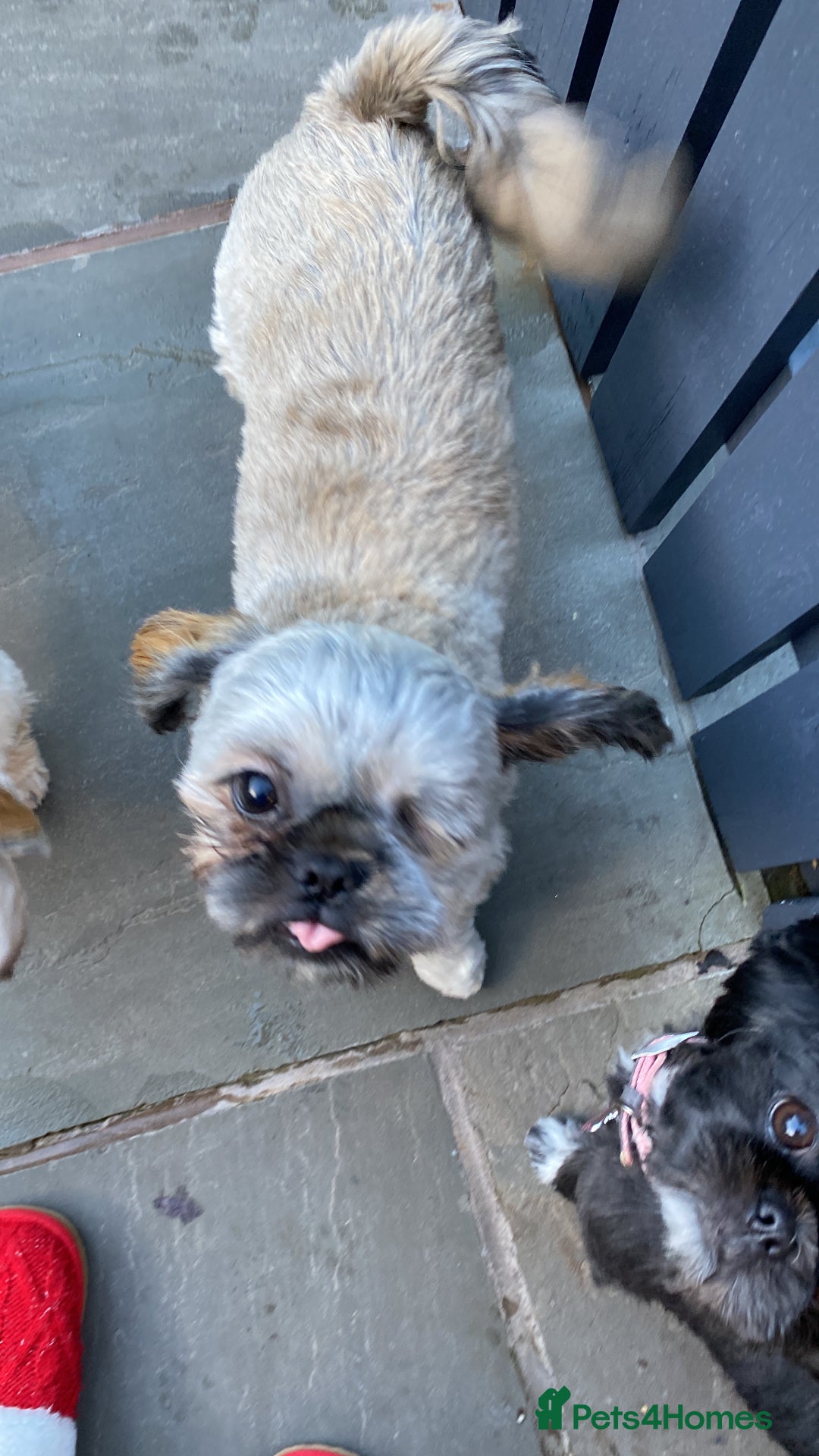 Shih Tzu dogs for sale: Jeff shih tzu  - Advert 6