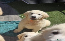 Golden Retriever dogs for sale: Outstanding KC cream golden Retriever puppies in Boston - Image 24