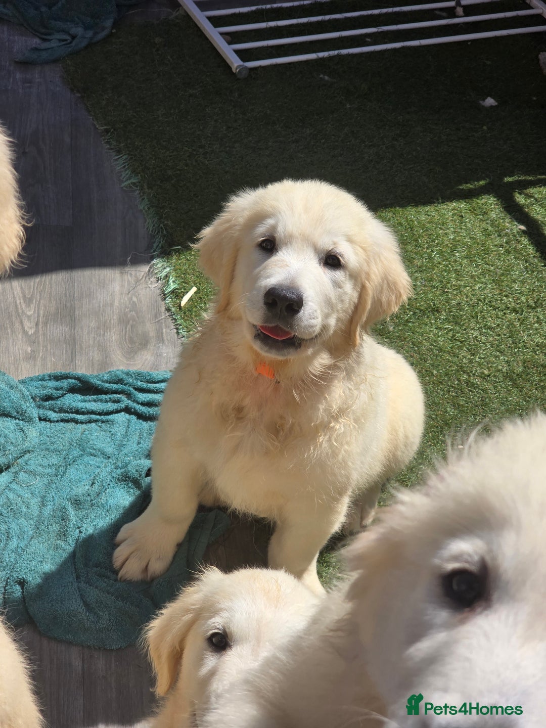 Golden Retriever dogs for sale: Outstanding KC cream golden Retriever puppies in Boston - Image 24