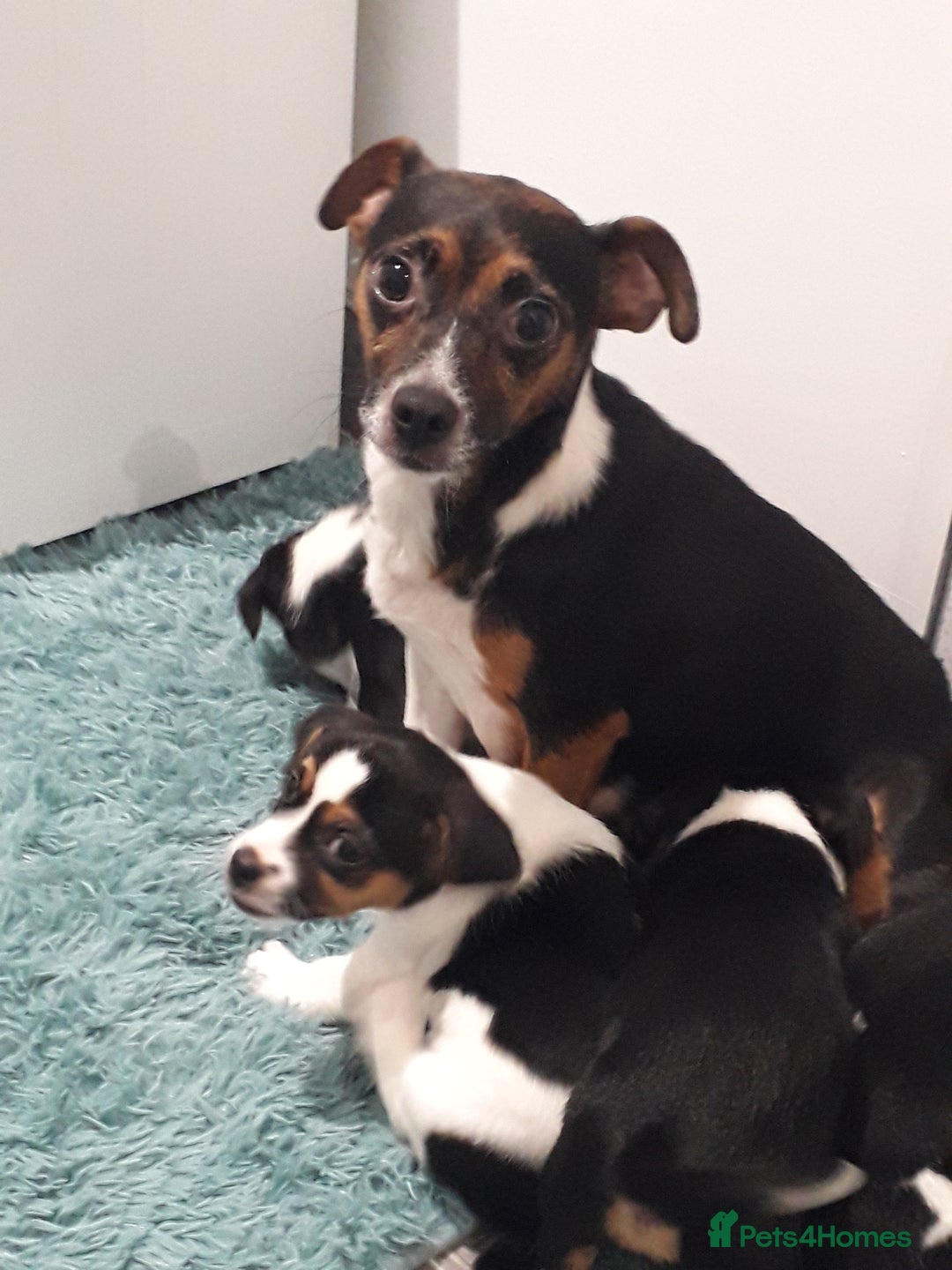 Jack Russell dogs for sale: Stunning jack Russell puppies  - Image 2