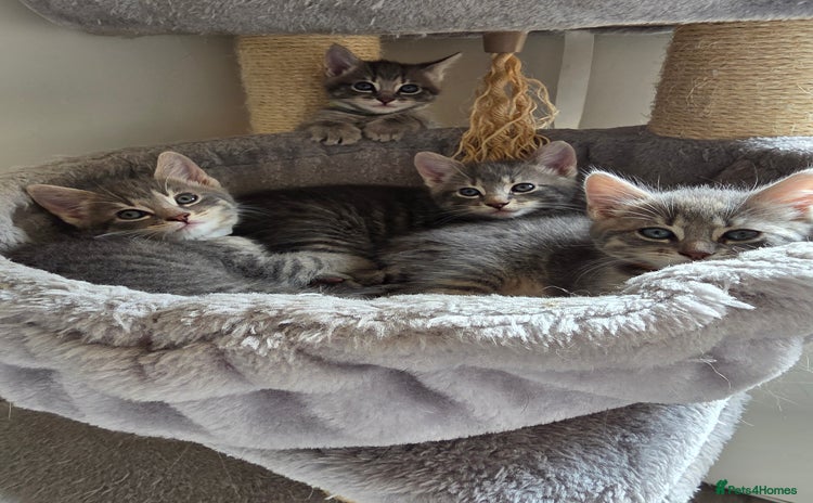 Mixed Breed cats - Advert 2