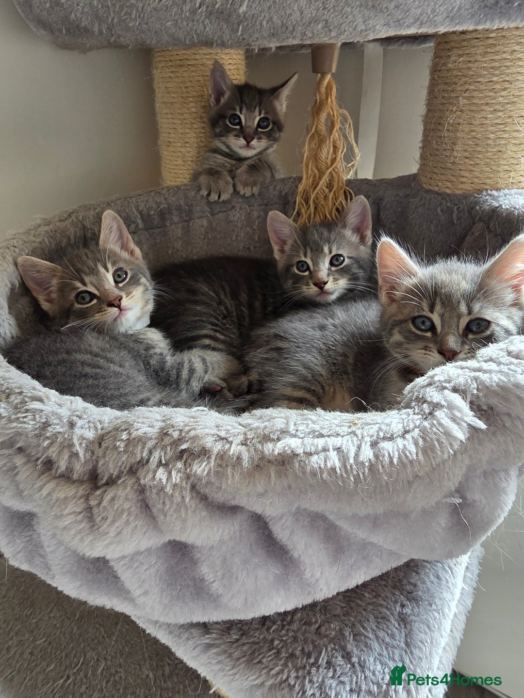 Mixed Breed cats for sale: Adorable kittens - Image 1