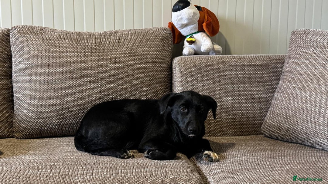 Mixed Breed dogs for adoption: Pretty little Barbie looking for love - Advert 4