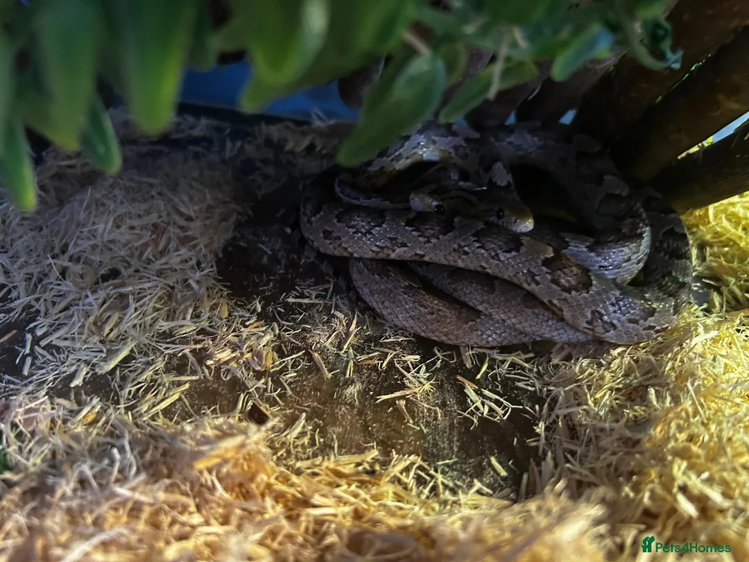 Corn Snake reptiles for sale: Male and Female corn Snakes - Advert 5