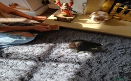 Mixed Breed cats for sale: Beautiful kittens ready  - Image 7