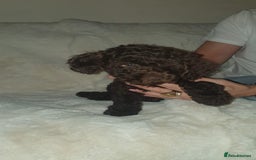 Cockapoo dogs for sale: F2 cockapoos  - Image 12