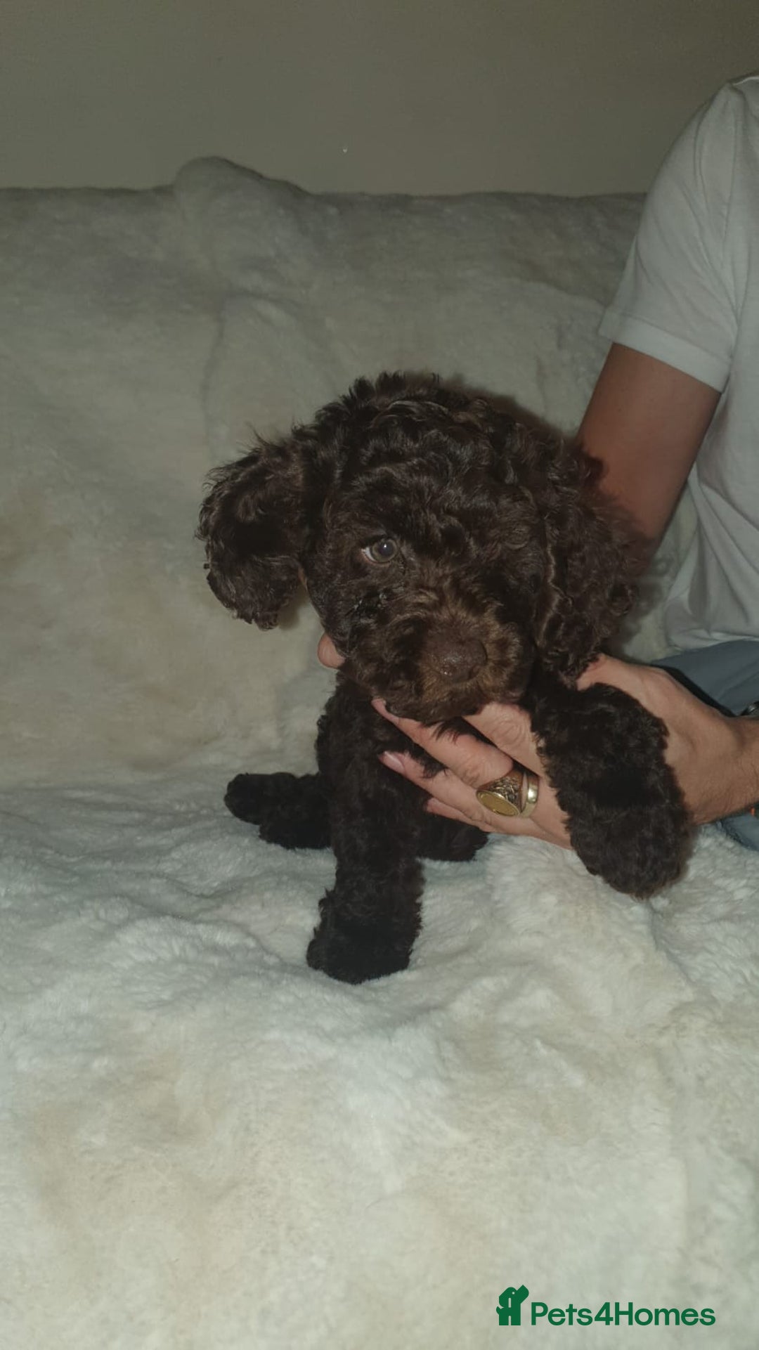 Cockapoo dogs for sale: F2 cockapoos  - Image 12