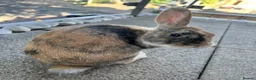 Harlequin rabbits for sale: Warning: This rabbit may steal your heart  - Advert 7