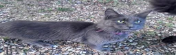 Maine Coon cats for sale: TICA registered female Mainecoon  - Advert 7