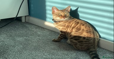 Bengal cats in Bradford - Advert 8
