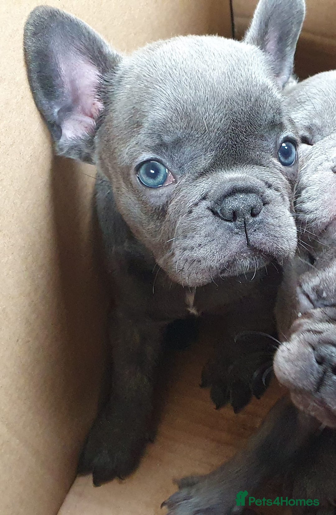 French Bulldog dogs for stud: Kye - Lilac and Tan Frenchie in St Albans - Advert 18