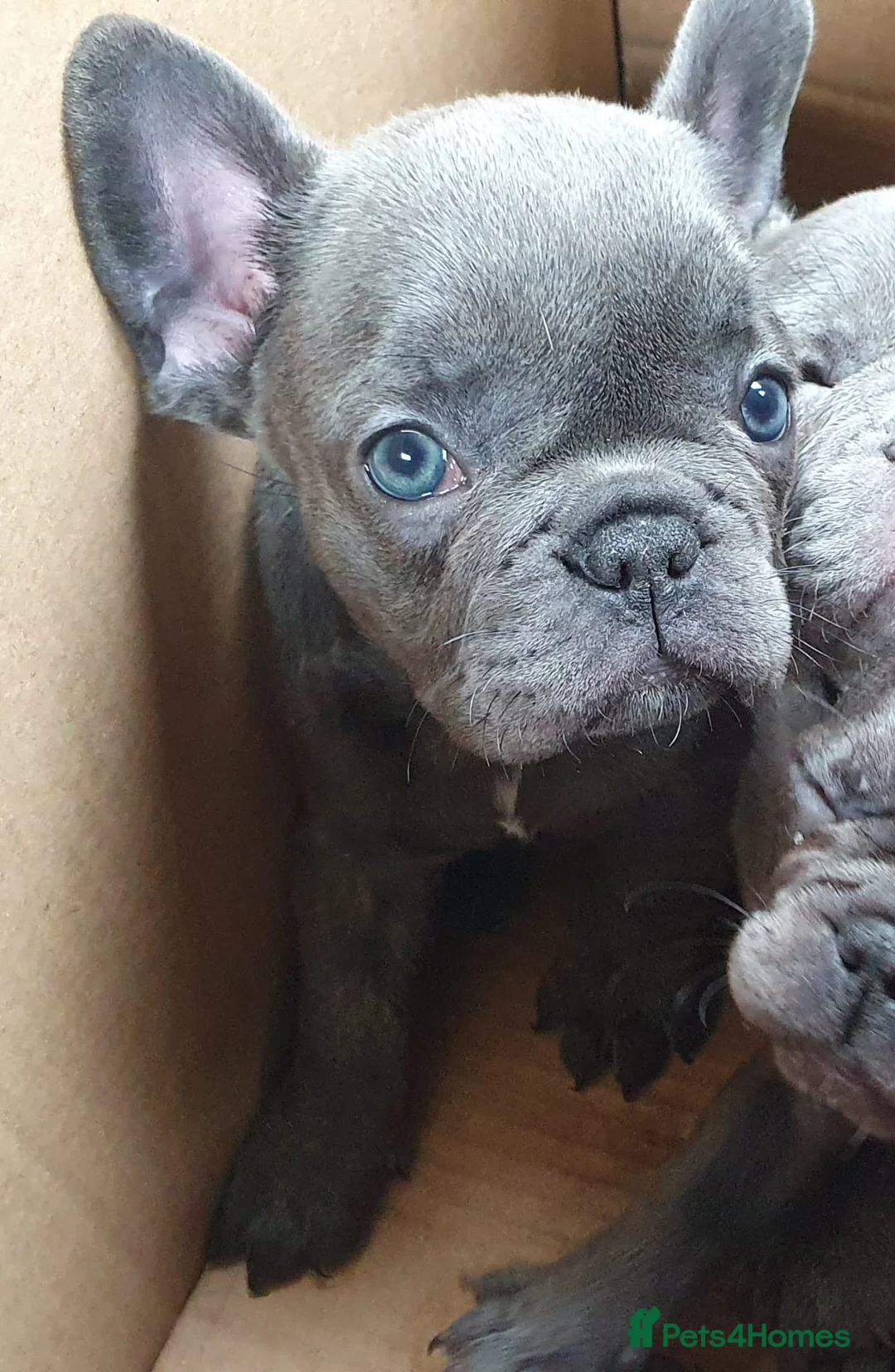 French Bulldog dogs for stud: Kye - Lilac and Tan Frenchie in St Albans - Advert 18