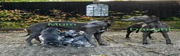 Whippet dogs for sale: Whippet puppies  - Advert 1