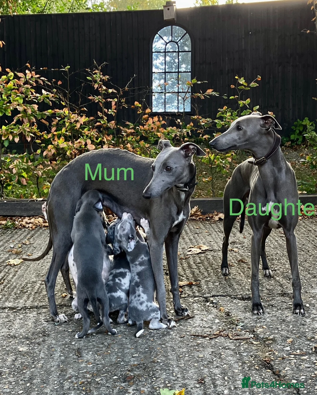 Whippet dogs for sale: Whippet puppies  - Advert 1
