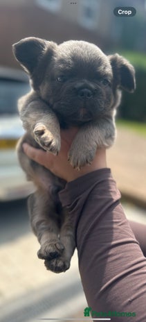 French Bulldog dogs - Advert 10