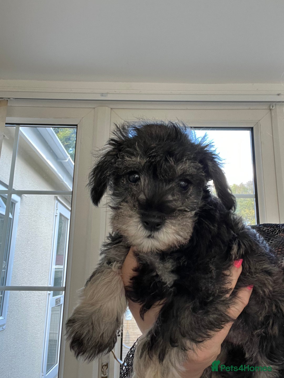 Miniature Schnauzer dogs for sale: 🐾🐶Schnauzer/Schnoodles🐶🐾 - Image 27