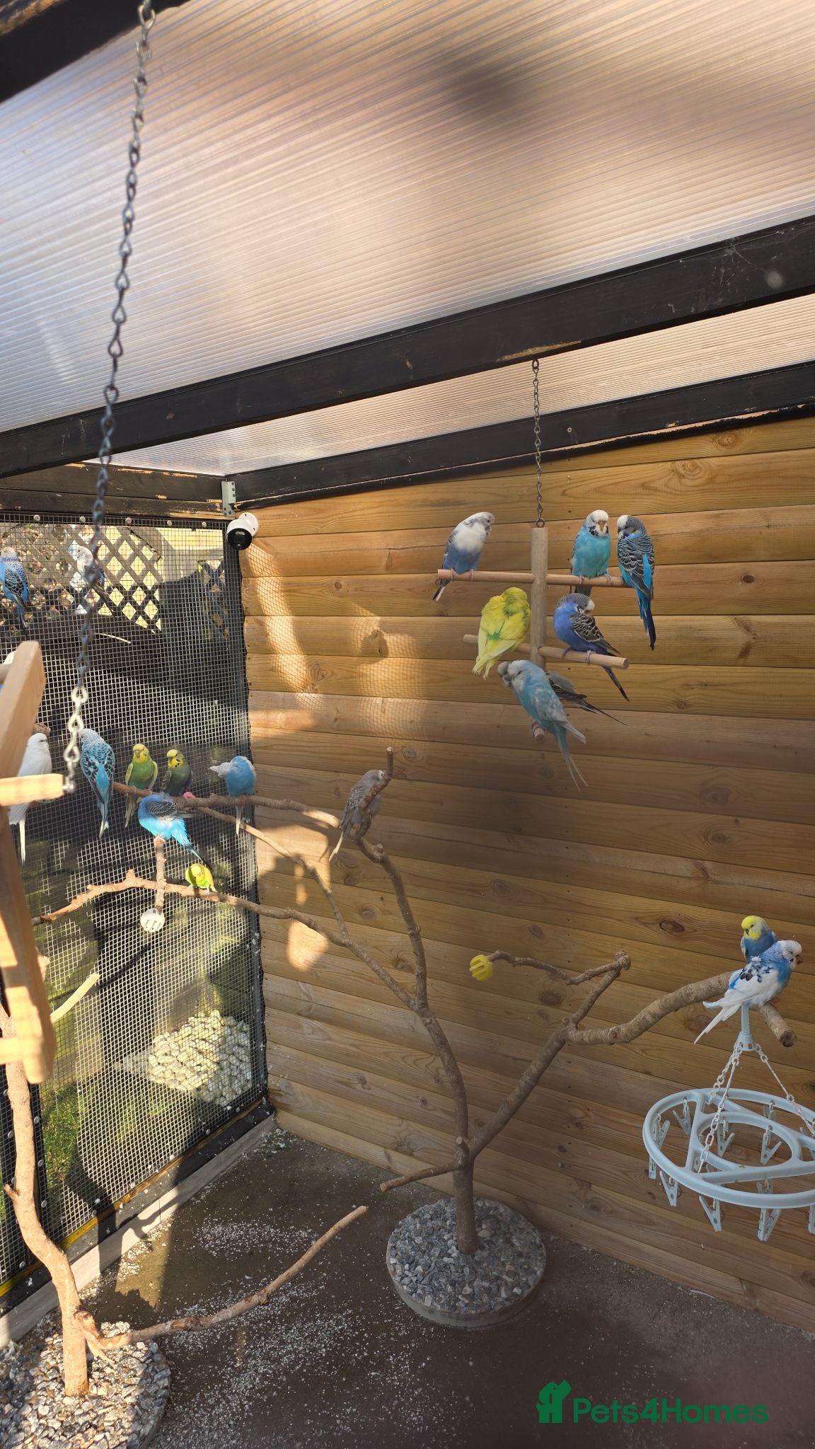 Budgerigars birds Budgie for sale - Advert 2