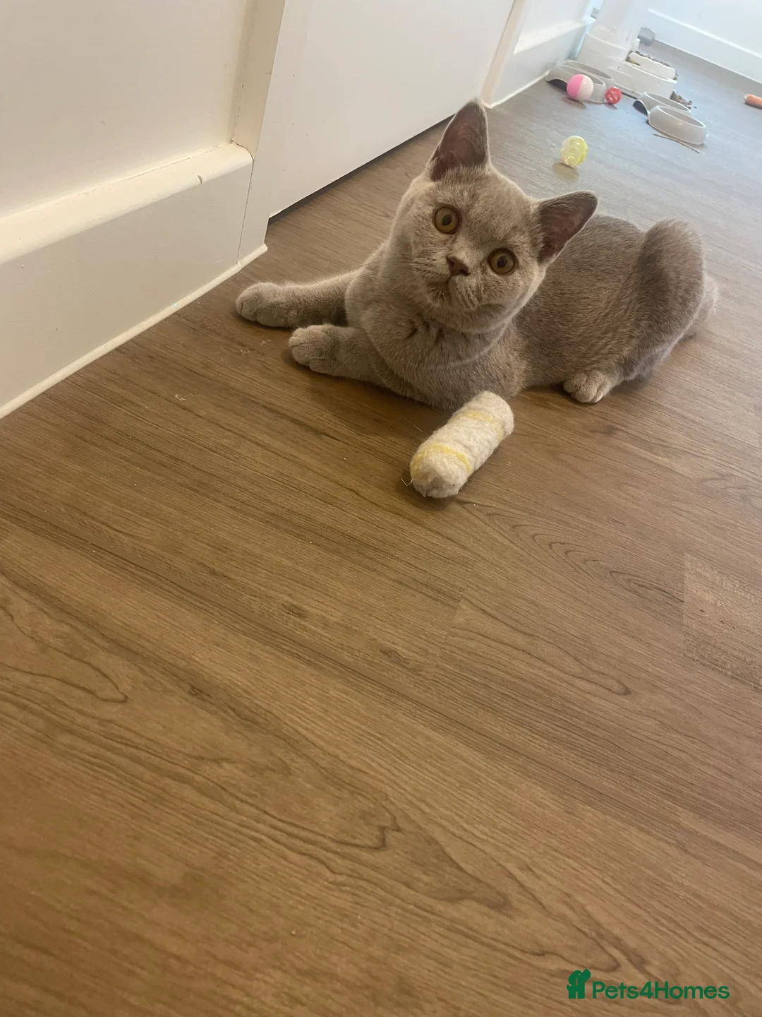 British Shorthair cats for sale: Pedigree British shorthair kittens  - Advert 2