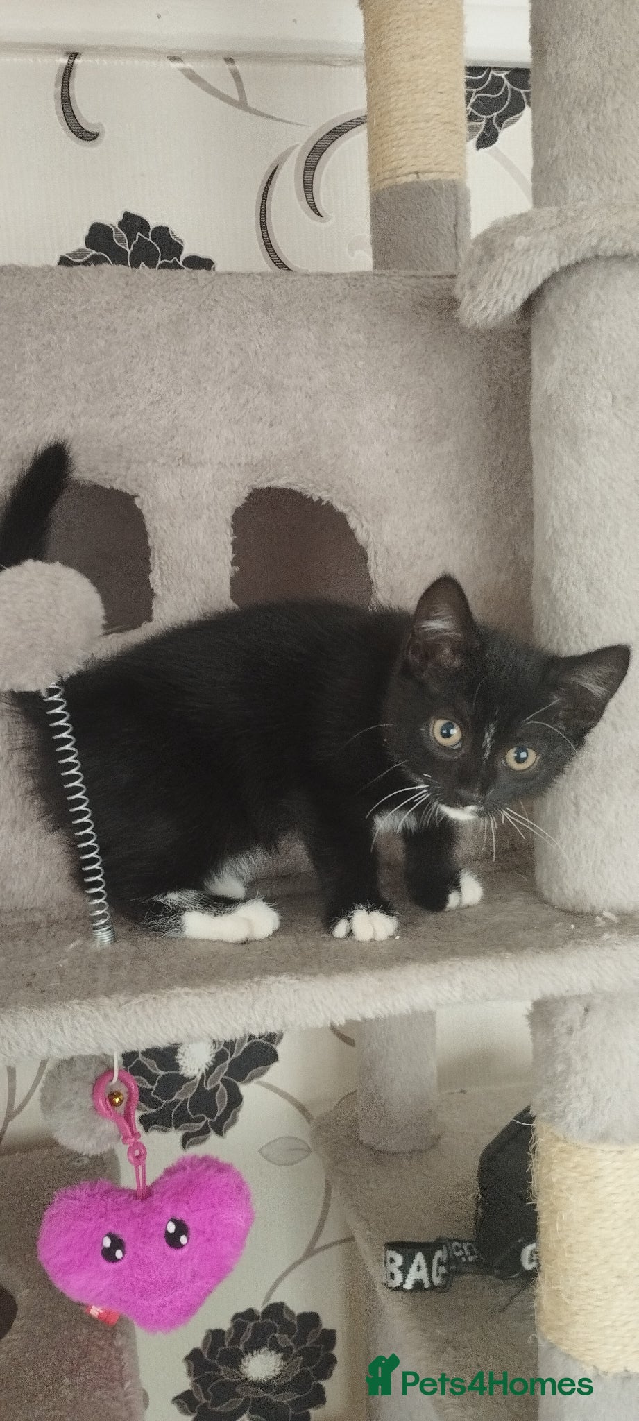 British Shorthair cats for sale: 1 lovely female kittens search new homes  - Advert 4