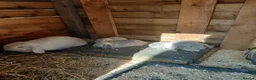 Mini Lop rabbits for sale: 6 mini lops for collection on 20th August 2026 - Advert 3