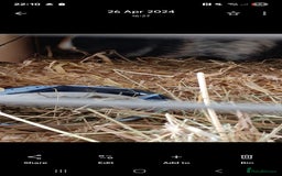 Guinea Pig rodents for sale: Guinea pigs for sale.  - Image 2