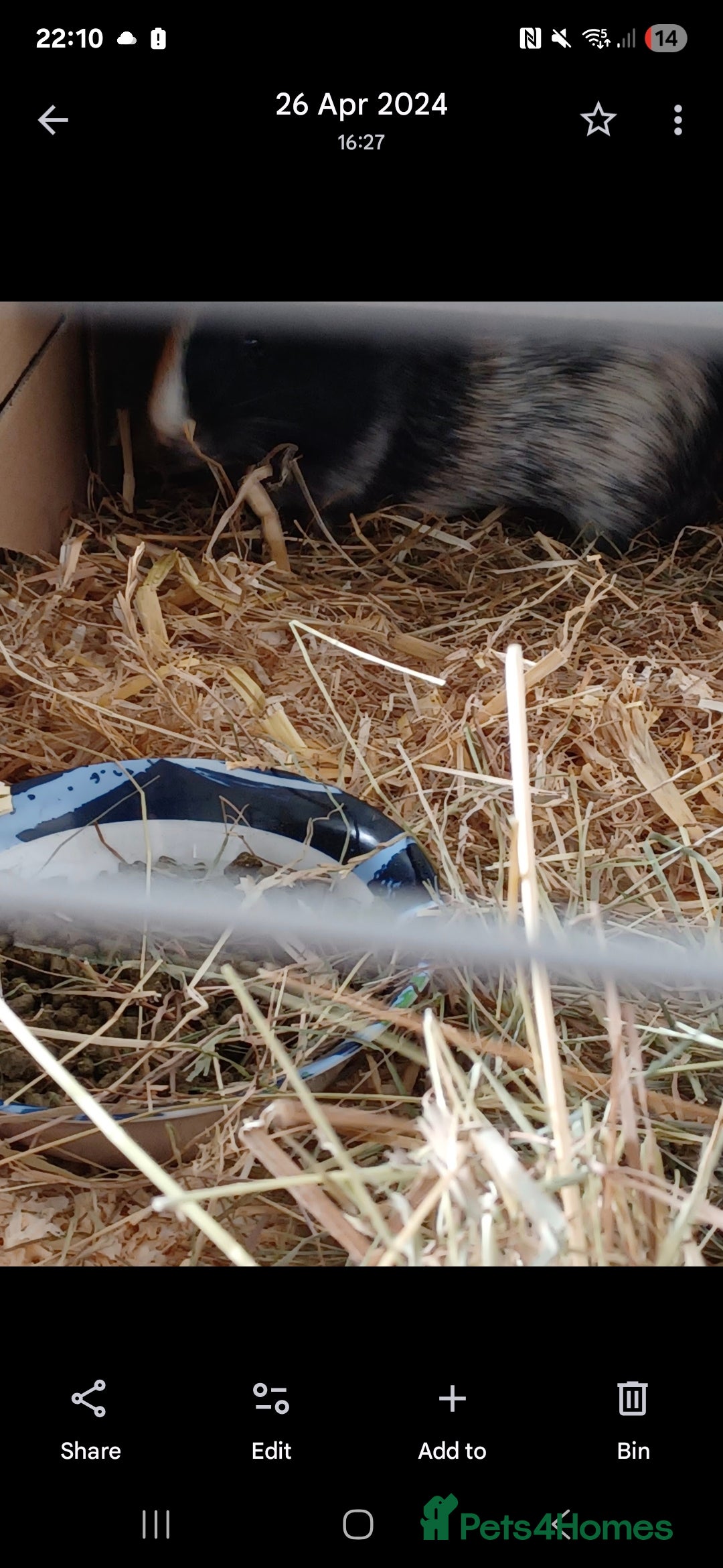 Guinea Pig rodents for sale: Guinea pigs for sale.  - Image 2