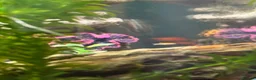 Platies fish for sale: Baby Platies for Sale in Newton Abbot - Advert 1