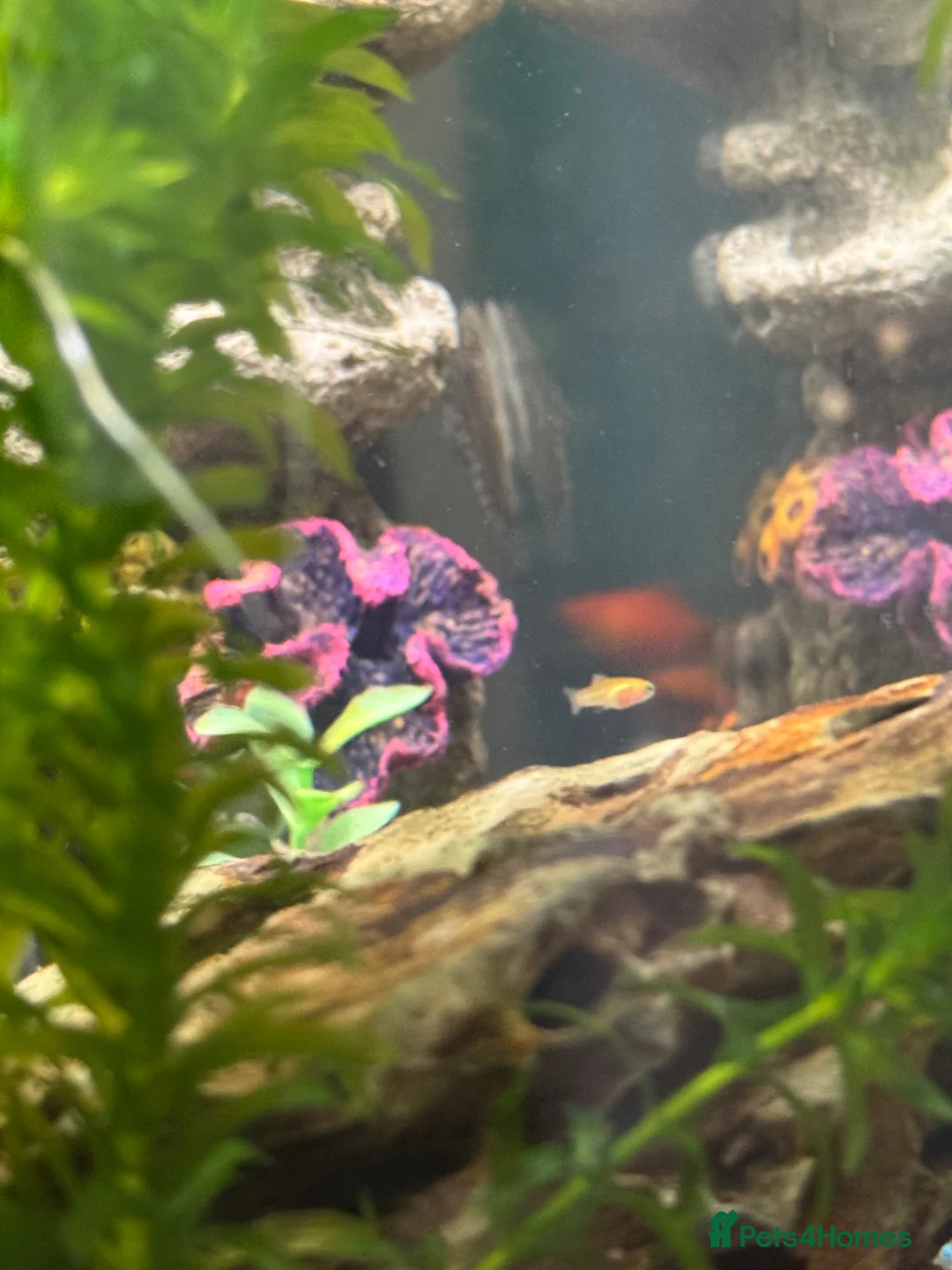 Platies fish for sale: Baby Platies for Sale in Newton Abbot - Advert 1