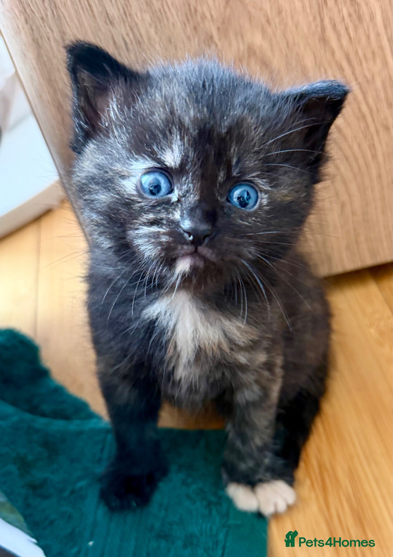 Ragdoll cats for sale: Last Beautiful Unique Girl left Ragdoll x BSH - Advert 3