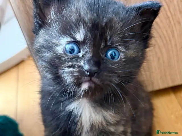 Ragdoll cats for sale: Last Beautiful Unique Girl left Ragdoll x BSH - Advert 13