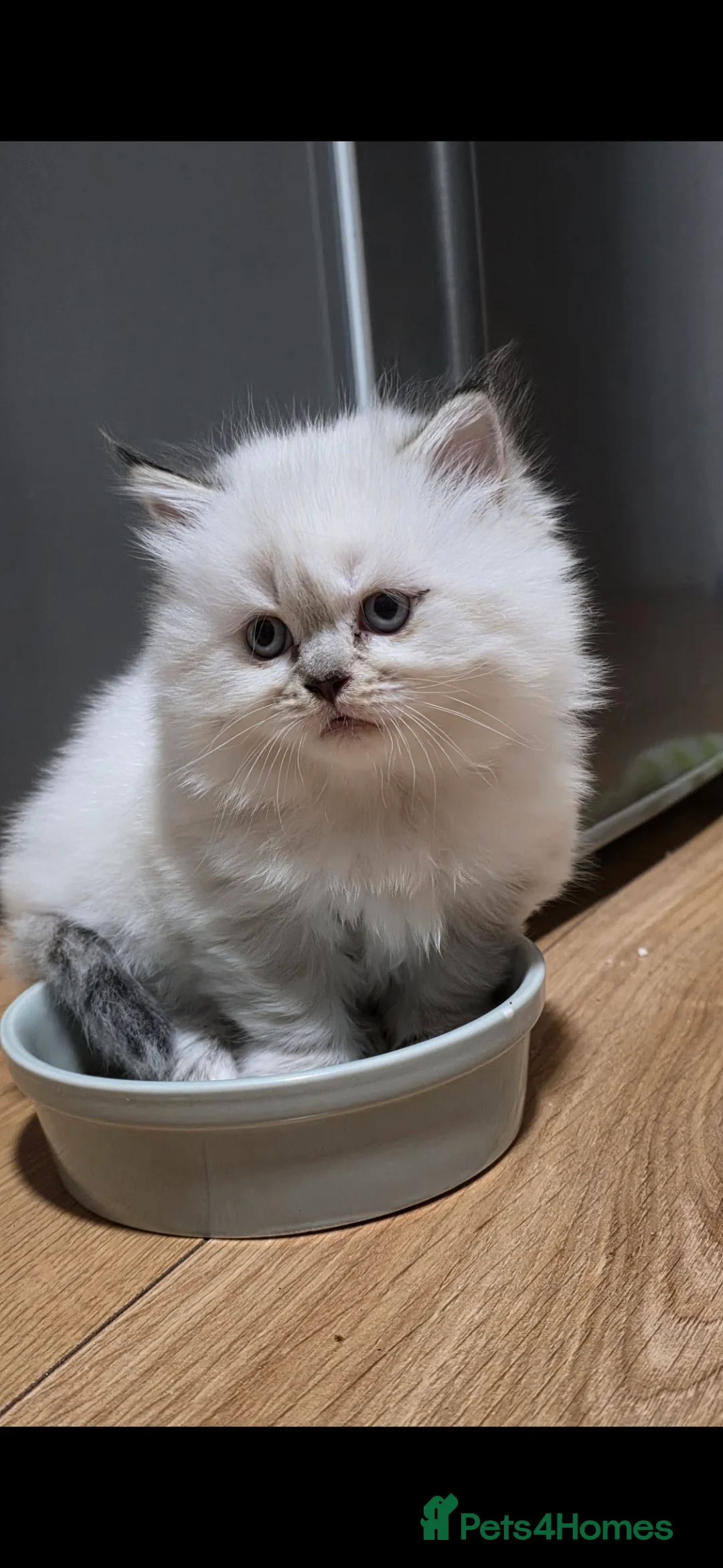 Mixed Breed cats for sale: Ragdoll cross British shorthair  - Advert 3