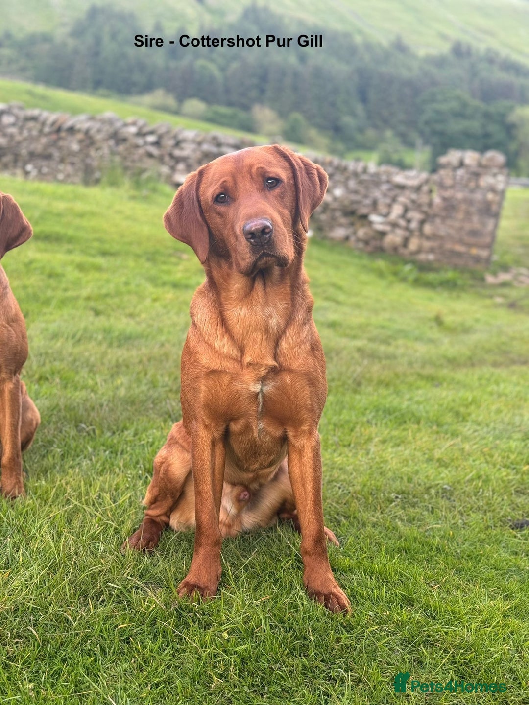 Labrador Retriever dogs for sale: Beautiful KC registered Labrador Retrievers - Advert 2