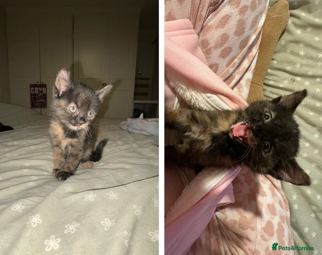 Mixed Breed cats for sale: Last Two Small Babies - Advert 10