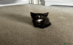 Mixed Breed cats for sale: One female kitten  - Image 5