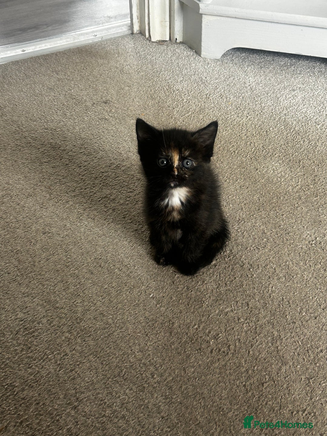 Mixed Breed cats for sale: One female kitten  - Image 5