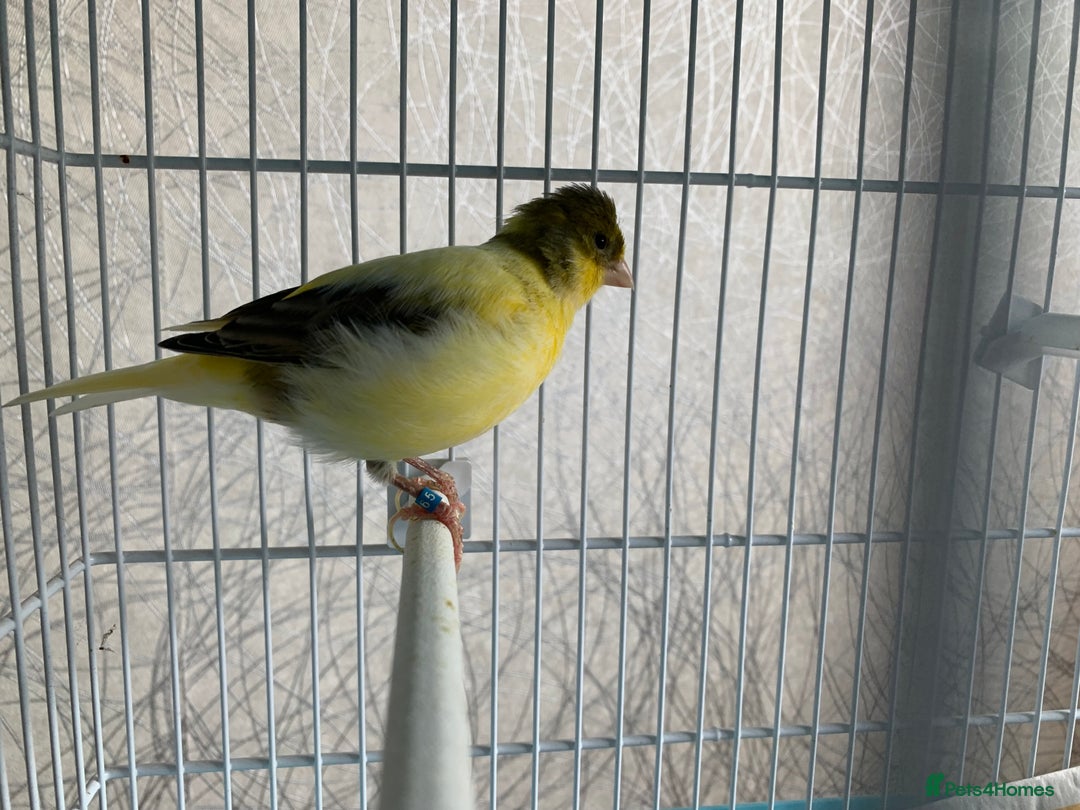 Canaries birds for sale: Breeding pair of canaries - Image 9