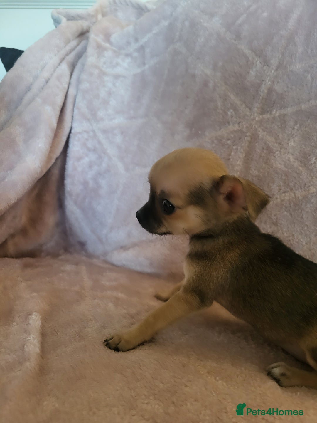 Chihuahua dogs for sale: 3 Tiny Chihuahua Pups Ready to leave  - Advert 18