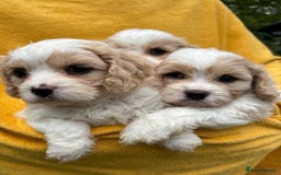 Cavapoochon dogs for sale: ⭐️1 CAVAPOOCHON in Cheshire (KC DAD) ready now✅ - Image 11