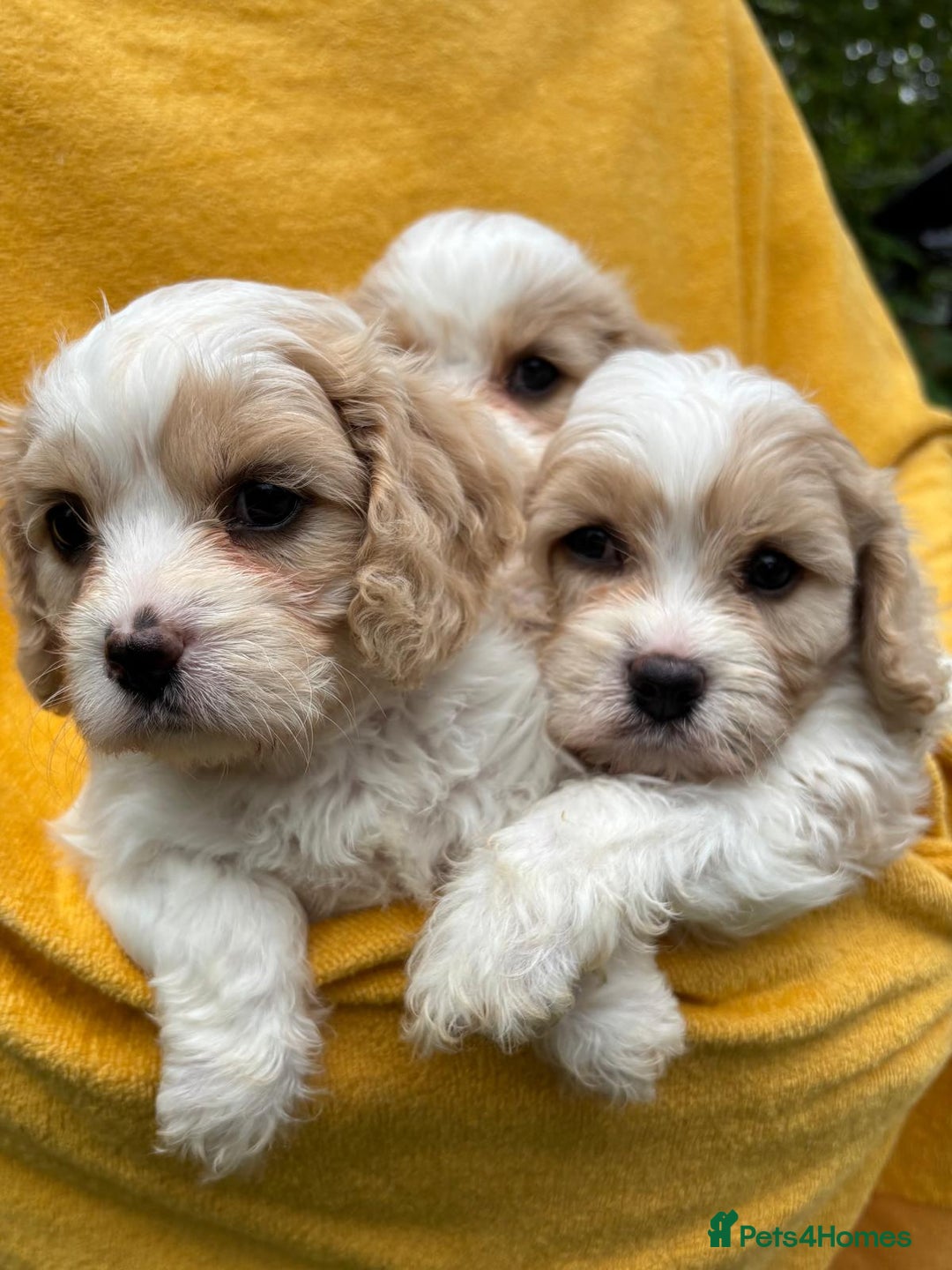 Cavapoochon dogs for sale: ⭐️1 CAVAPOOCHON in Cheshire (KC DAD) ready now✅ - Image 11