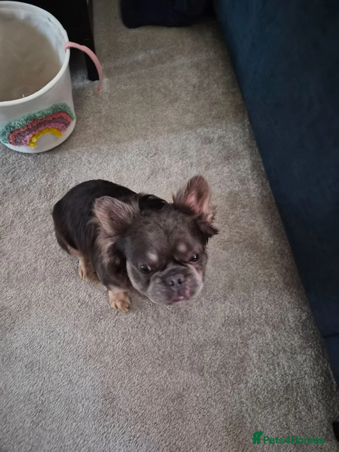 French Bulldog dogs for sale: Male Fluffy Frenchie  - Advert 1