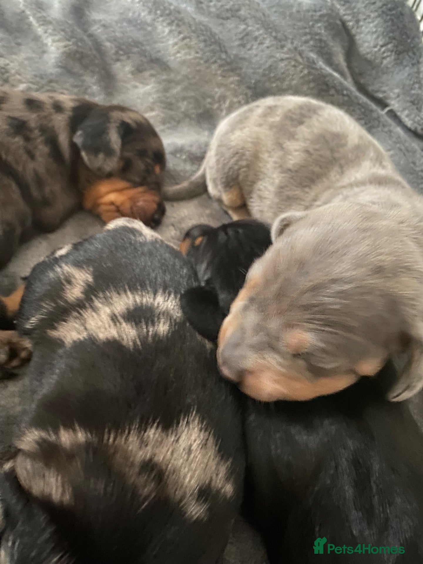 Dachshund dogs Tri silver dapple dachshunds ❤️ - Advert 1