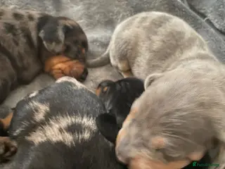 Dachshund dogs Tri silver dapple dachshunds ❤️ - Advert 1