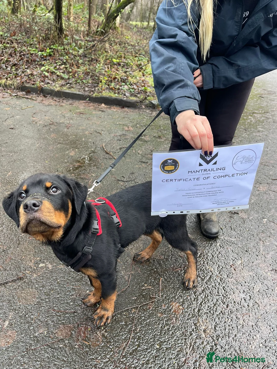 Rottweiler dogs for stud: Onex de Tierra Ibera available for stud in Newark - Advert 18