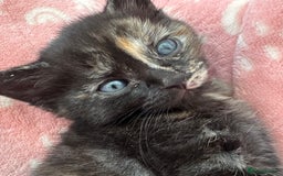 Domestic Shorthair cats for sale: 🐾Sorry….All REHOMED now 🥰 🐾 - Advert 23
