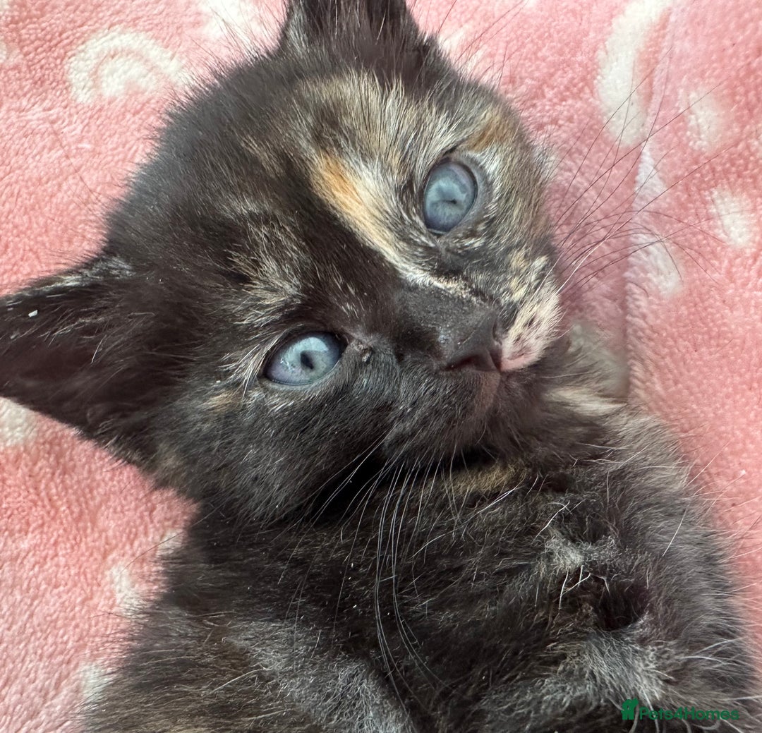 Domestic Shorthair cats for sale: 🐾Sorry….All REHOMED now 🥰 🐾 - Advert 23