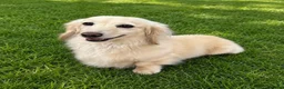 Miniature Dachshund dogs for stud: Falcor for Stud only - Advert 2