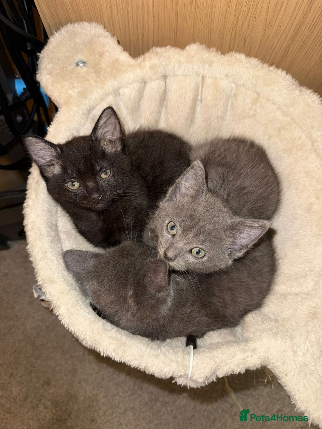 Mixed Breed cats for sale: Half ragdolls cuddly, all girls, ready now - Advert 26