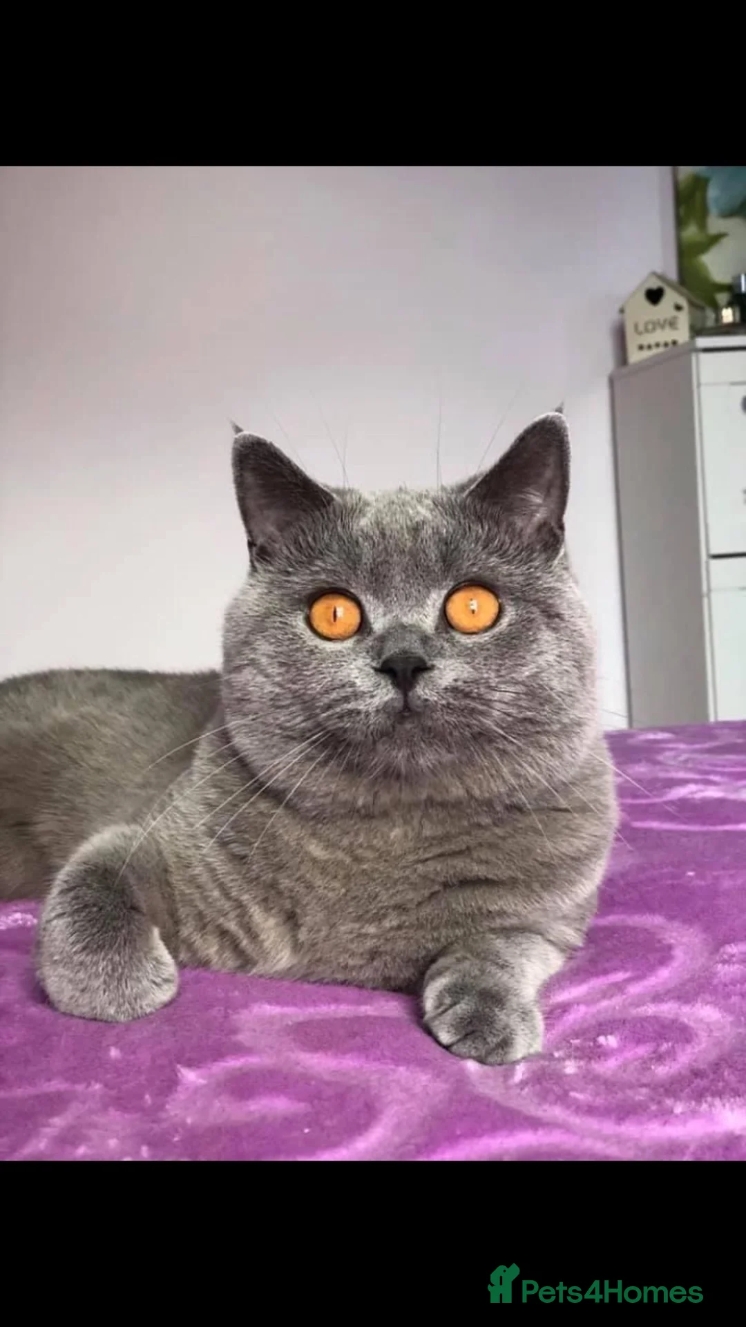 British Shorthair cats for stud: Boy for Stud Active GCCF Status  CHAMPIONSHIP in Wantage - Advert 6