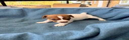 Jack Russell dogs for sale: Beautiful Jack Russell pups, petite, smooth coat.  - Advert 33