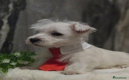 West Highland Terrier dogs for sale: Ready to leave now fully vaccinated 💕 - Image 6